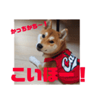 柴犬むぎちゃん（個別スタンプ：39）