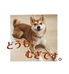 柴犬むぎちゃん（個別スタンプ：40）