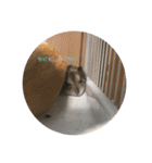 まめすけの使えるスタンプ(ハムスター)（個別スタンプ：1）