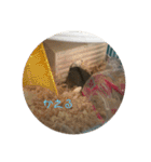 まめすけの使えるスタンプ(ハムスター)（個別スタンプ：19）