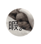 こもも♡るう♡ちー♡ころ♡りっちゃん♡（個別スタンプ：3）