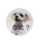 こもも♡るう♡ちー♡ころ♡りっちゃん♡（個別スタンプ：11）