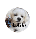 こもも♡るう♡ちー♡ころ♡りっちゃん♡（個別スタンプ：12）