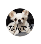 こもも♡るう♡ちー♡ころ♡りっちゃん♡（個別スタンプ：19）