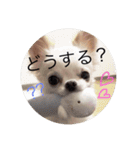 こもも♡るう♡ちー♡ころ♡りっちゃん♡（個別スタンプ：20）