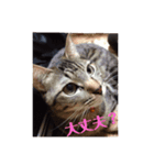 ミルくぅココの日常（個別スタンプ：4）