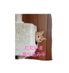 ミルくぅココの日常（個別スタンプ：5）