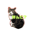ちゃんこです（個別スタンプ：1）