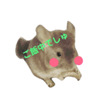 チンチラの日常①（個別スタンプ：1）