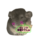 チンチラの日常①（個別スタンプ：4）