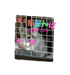チンチラの日常①（個別スタンプ：9）