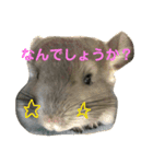 チンチラの日常①（個別スタンプ：10）