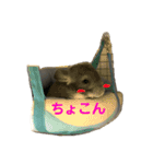 チンチラの日常①（個別スタンプ：13）