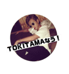 TOKITAMAのスタンプ（個別スタンプ：5）