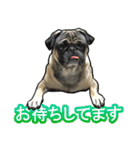 パグのむーさん（個別スタンプ：2）