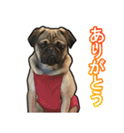 パグのむーさん（個別スタンプ：3）