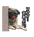 パグのむーさん（個別スタンプ：4）