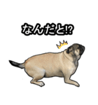 パグのむーさん（個別スタンプ：9）