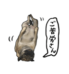 パグのむーさん（個別スタンプ：12）
