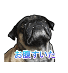 パグのむーさん（個別スタンプ：17）