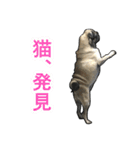 パグのむーさん（個別スタンプ：19）