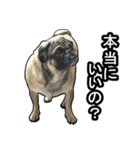 パグのむーさん（個別スタンプ：30）