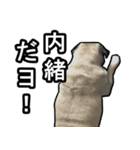 パグのむーさん（個別スタンプ：31）