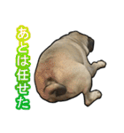 パグのむーさん（個別スタンプ：34）