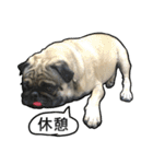 パグのむーさん（個別スタンプ：35）