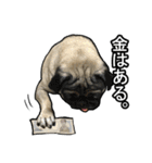 パグのむーさん（個別スタンプ：36）