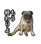 パグのむーさん（個別スタンプ：39）