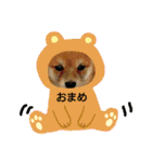 豆柴おまめちゃん日常の会話編だよー（個別スタンプ：1）