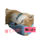 豆柴おまめちゃん日常の会話編だよー（個別スタンプ：2）