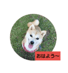 豆柴おまめちゃん日常の会話編だよー（個別スタンプ：3）