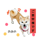 豆柴おまめちゃん日常の会話編だよー（個別スタンプ：4）