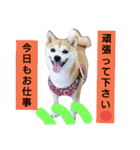 豆柴おまめちゃん日常の会話編だよー（個別スタンプ：5）