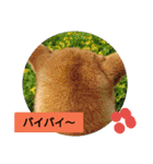 豆柴おまめちゃん日常の会話編だよー（個別スタンプ：6）