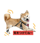 豆柴おまめちゃん日常の会話編だよー（個別スタンプ：9）