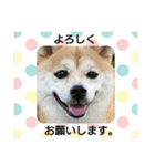 豆柴おまめちゃん日常の会話編だよー（個別スタンプ：12）