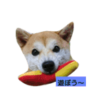 豆柴おまめちゃん日常の会話編だよー（個別スタンプ：13）