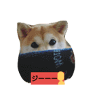 豆柴おまめちゃん日常の会話編だよー（個別スタンプ：19）