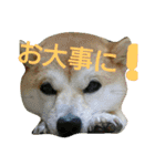 豆柴おまめちゃん日常の会話編だよー（個別スタンプ：21）