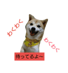 豆柴おまめちゃん日常の会話編だよー（個別スタンプ：24）