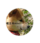 豆柴おまめちゃん日常の会話編だよー（個別スタンプ：27）