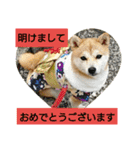 豆柴おまめちゃん日常の会話編だよー（個別スタンプ：29）