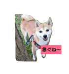 豆柴おまめちゃん日常の会話編だよー（個別スタンプ：30）