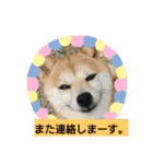 豆柴おまめちゃん日常の会話編だよー（個別スタンプ：31）