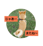 豆柴おまめちゃん日常の会話編だよー（個別スタンプ：32）