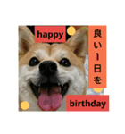 豆柴おまめちゃん日常の会話編だよー（個別スタンプ：33）