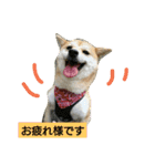 豆柴おまめちゃん日常の会話編だよー（個別スタンプ：35）